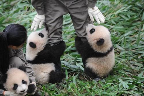 国家宝藏大熊猫组合3级