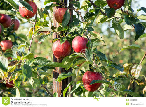 持续生产苹果的苹果树