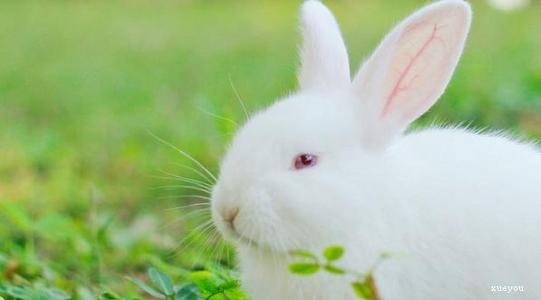 活泼可爱的小白兔