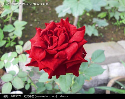 我的植物朋友玫瑰