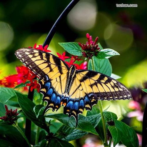 梦想是一只五颜六色的蝴蝶