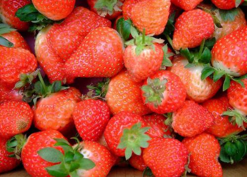 种植草莓