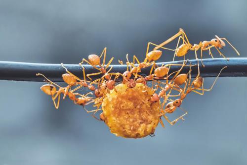 蚂蚁的团结