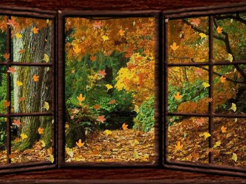 窗外的秋叶