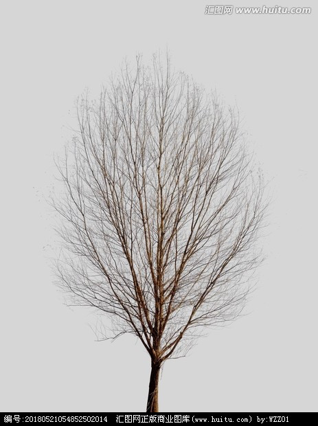 一棵冬天树