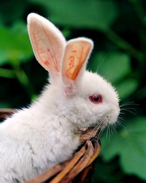 有趣的小白兔子