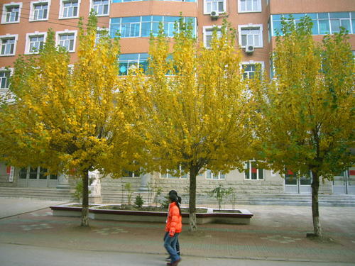 杨树在校园里
