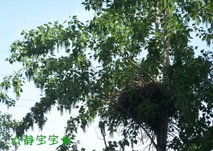 校园里的大杨树