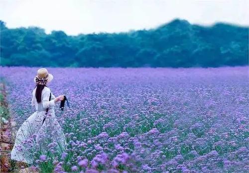 春季紫博园
