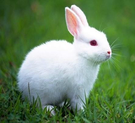 小兔子观察