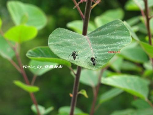 春天的小蚂蚁