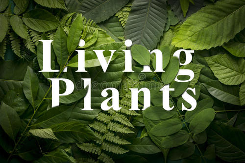 植物的生命