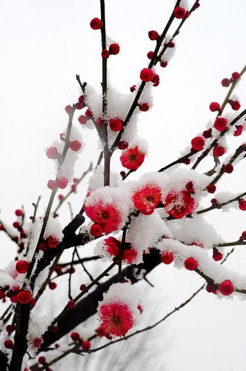 雪中​​的红梅