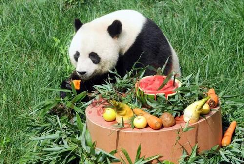 夏天去看大熊猫