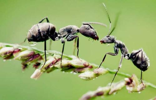 小虫子蚂蚁和蝴蝶组成的蛋壳