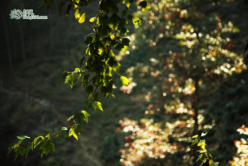 在森林里参观秋天