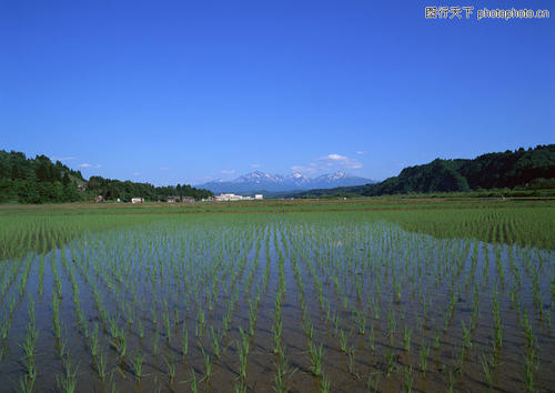 春天的稻田