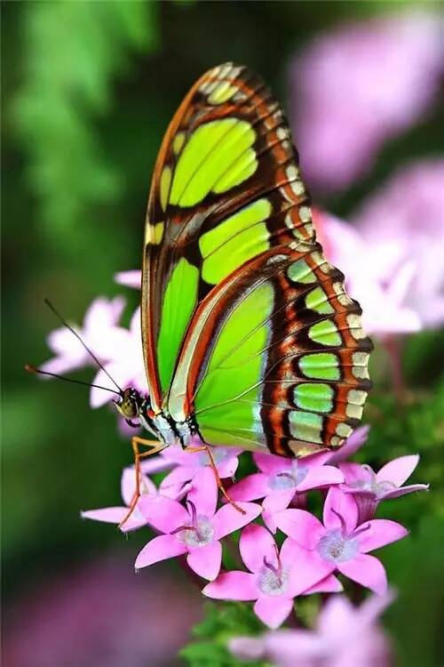 美丽的蝴蝶
