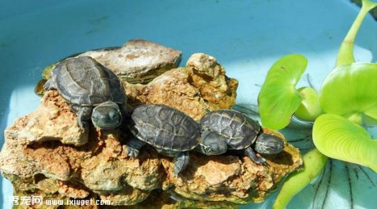 巴西乌龟“宝贝”