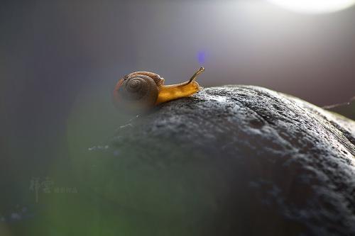 勤劳的蜗牛