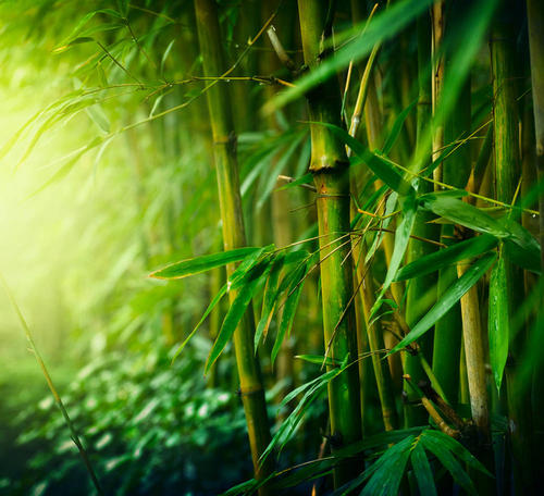 关于竹的组成