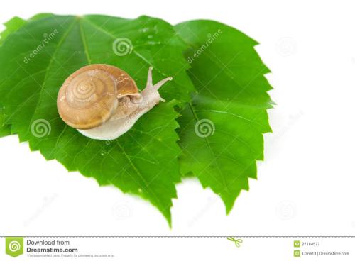 蜗牛的性格