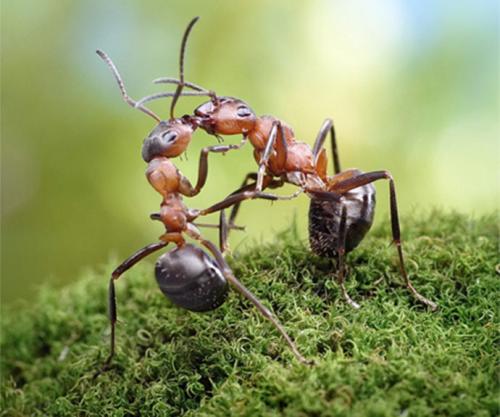 与蚂蚁相遇