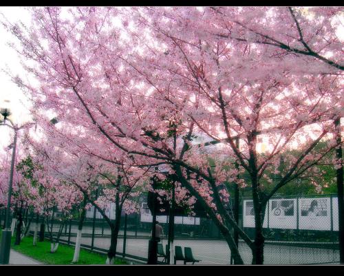 校园里的樱花树