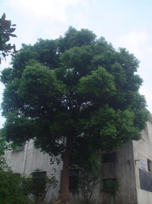校园樟树