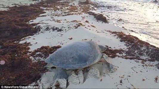 受伤的海龟如何缓慢爬行到海中