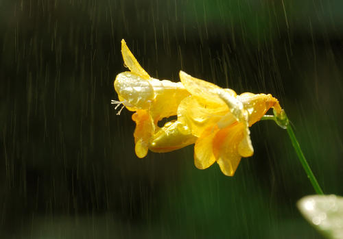 大自然的眼泪-春雨