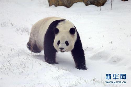 当我醒来时，我变成了一只熊猫