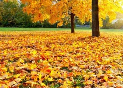 秋天不一定是最美丽的季节