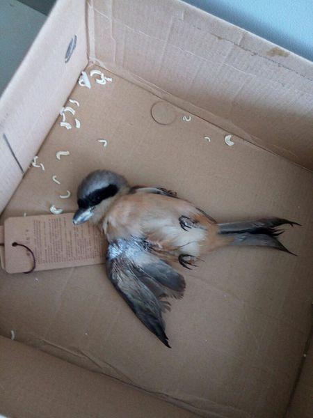 鸟受伤