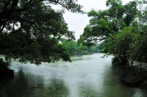 雨中的西溪湿地