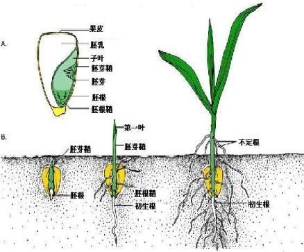 玉米的生长过程
