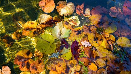 秋天的树叶与池塘