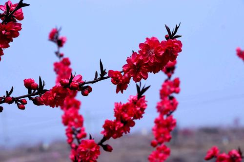 三月樱花花