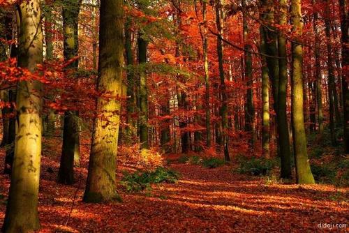 在森林里的秋天