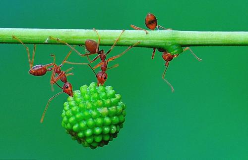 蚂蚁团结的力量