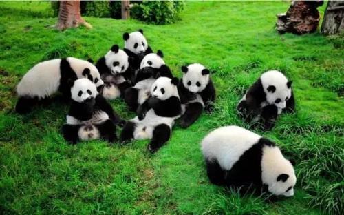 熊猫基地之旅