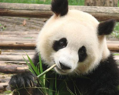 介绍国宝大熊猫