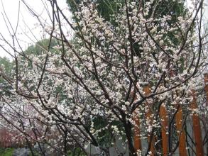 我家门前的梅花树