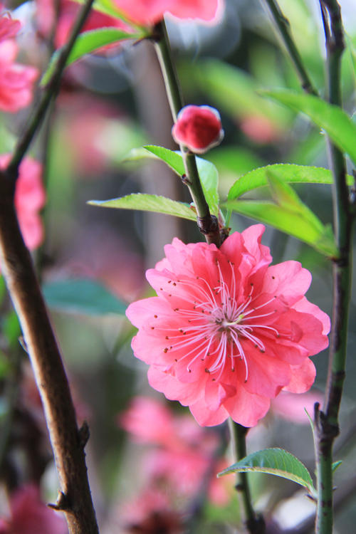 桃红又见春天