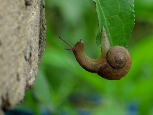 小蜗牛的秘密