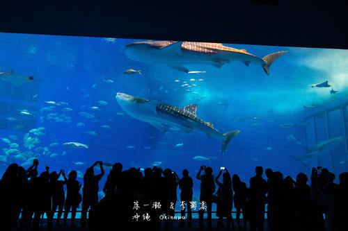 参观冲绳美丽海水族馆