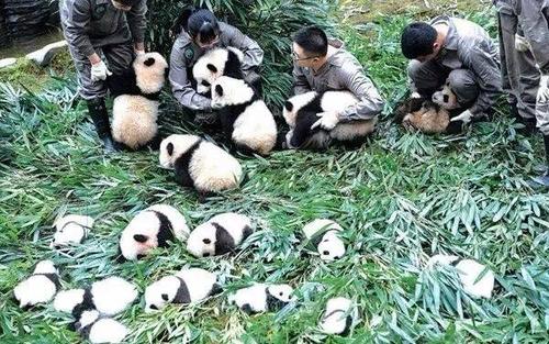 成为熊猫志愿者