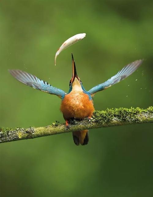 爱鸟，保护自然