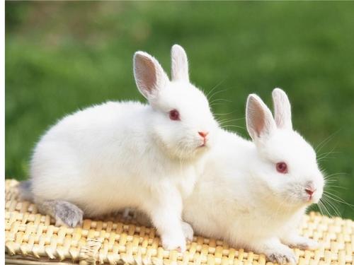 我最喜欢的小动物小白兔