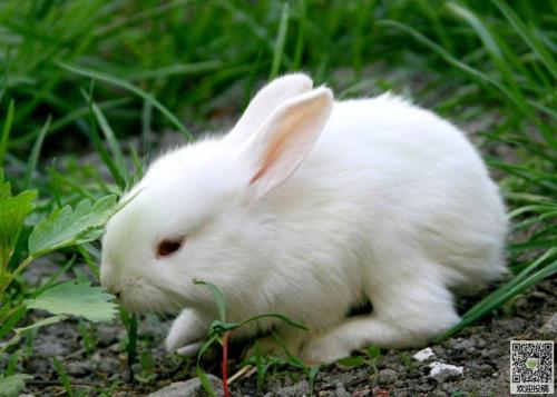 我最喜欢的小动物-兔子